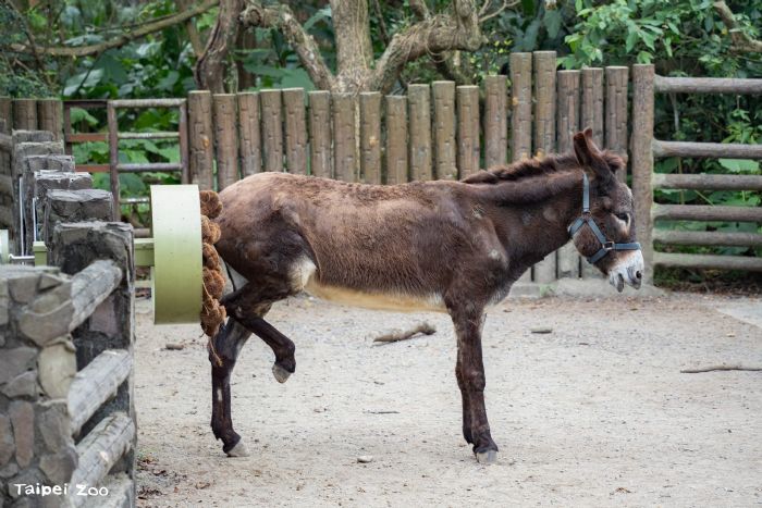 2026臺北兒童月玩翻動物園！兒童節免費入園，一起探索動物保育與夢想城市